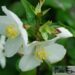 Philadelphus `Silberregen`-ebajasmiin