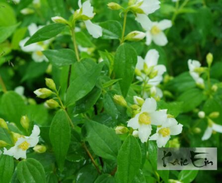 Philadelphus `Silberregen`-ebajasmiin