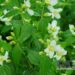 Philadelphus `Silberregen`-ebajasmiin