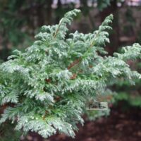 Chamaecyparis pisifera `Boulevard`- mägi-ebaküpress