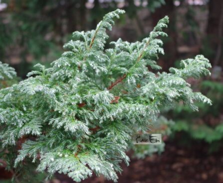 Chamaecyparis pisifera `Boulevard`- mägi-ebaküpress