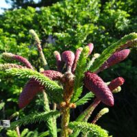 Picea abies`Acrocona`- harilik kuusk