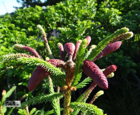 Picea abies`Acrocona`- harilik kuusk