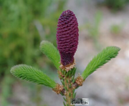 Picea abies`Acrocona`- harilik kuusk