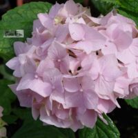 Hydrangea macrophylla `Luua Roosa`-suurelehine hortensia