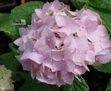 Hydrangea macrophylla `Luua Roosa`-suurelehine hortensia