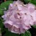 Hydrangea macrophylla `Luua Roosa`-suurelehine hortensia