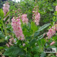 Clethra alnifolia `Ruby Spice`-lepalehine kletra