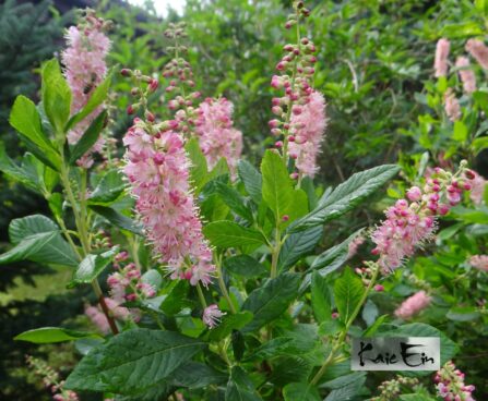 Clethra alnifolia `Ruby Spice`-lepalehine kletra