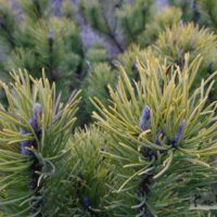 Pinus mugo `Wintergold`- mägimänd