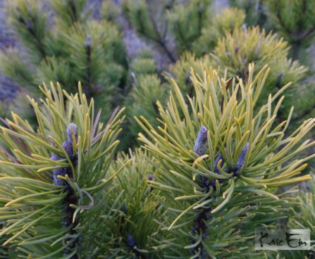Pinus mugo `Wintergold`- mägimänd