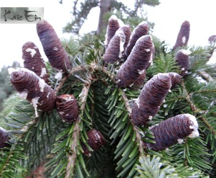 Abies veitchii `Pendula`-jaapani nulg