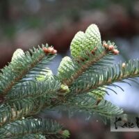 Abies fraserii -fraseri nulg