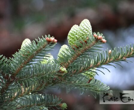 Abies fraserii -fraseri nulg
