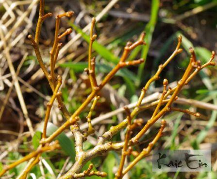 Tilia cordata `Lico`- harilik pärn võrsevärvus