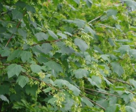 Acer ukurunduense -kollase vahtra viljad