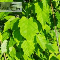 acer tataricum -tatari vaher suvine leht