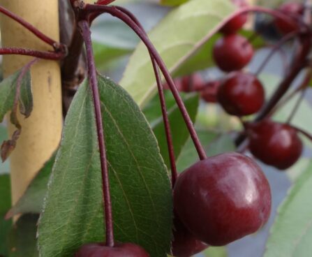 Malus ´Royal Beauty´ -iluõunapuu viljad