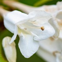 1656_9771_Weigela_praecox_Candida__kaunis_veigela_2.jpg