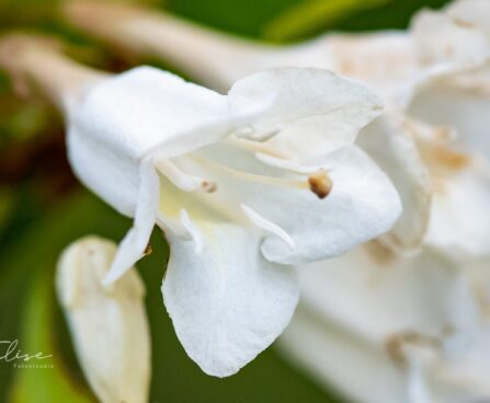 1656_9771_Weigela_praecox_Candida__kaunis_veigela_2.jpg