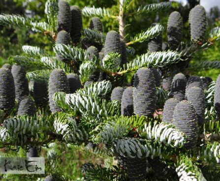 Picea abies `Silberlocke` korea nulg