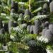Picea abies `Silberlocke` korea nulg