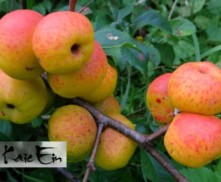 Chaenomeles japonica- jaapani ebaküdoonia viljad