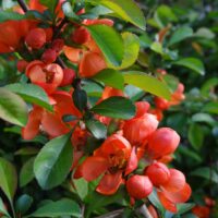 Chaenomeles japonica- jaapani ebaküdoonia