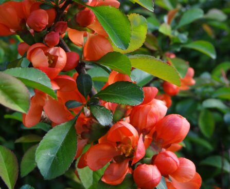 Chaenomeles japonica- jaapani ebaküdoonia