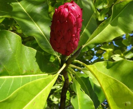 Magnoolia tripetala- varimagnoolia viljad