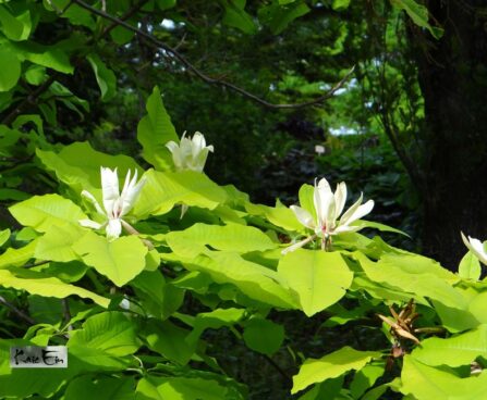 Magnoolia tripetala- varimagnoolia õied
