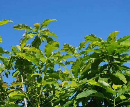 magnolia tripetala- varimagnoolia