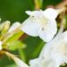 1656_9772_Weigela_praecox_Candida__kaunis_veigela.jpg