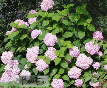 Hydrangea macrophylla `Luua Roosa`-suurelehine hortensia