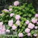 Hydrangea macrophylla `Luua Roosa`-suurelehine hortensia