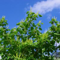 Acer ukurunduense- kollane vaher õied