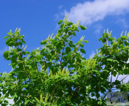 Acer ukurunduense- kollane vaher õied