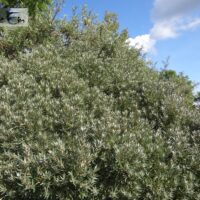 Hippophae rhamnoides `Hikul`-  astelpaju