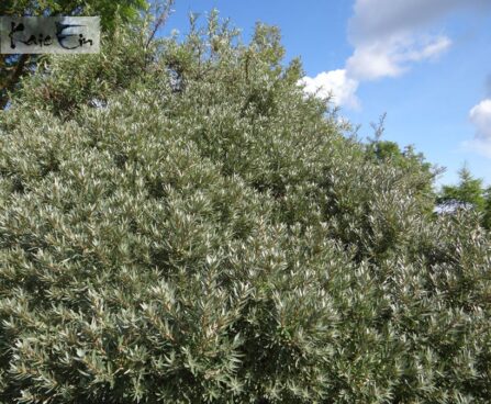 Hippophae rhamnoides `Hikul`- astelpaju