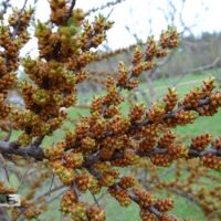 Hippophae rhamnoides `Pollmix` astelpaju isane