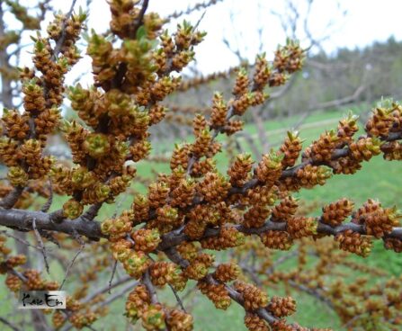Hippophae rhamnoides `Pollmix` astelpaju isane