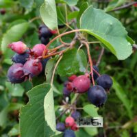 Amelanchier- toompihlakas viljad