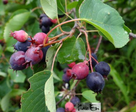 Amelanchier- toompihlakas viljad