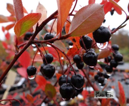 Aronia melanocarpa `Viking`-tume aroonia viljad