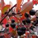 Aronia melanocarpa `Viking`-tume aroonia viljad