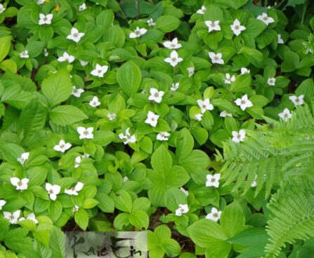 Cornus canadensis- kanada kukits