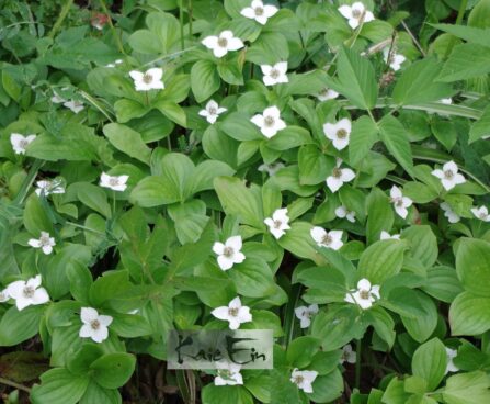 Cornus canadensis-kanada kukits 1