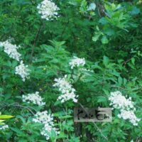 Hydrangea heteromalla- himaalaja hortensia õitsemas