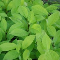 Pterostyrax hispidus- karvane pagunipuu