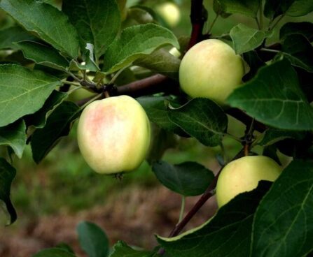 Malus domestica ´Kaja´- aed-õunapuu /EMÜ foto